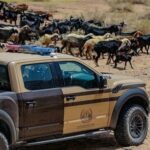 الأمن البيئي يضبط مواطنين ارتكبوا مخالفات بيئية في محميتين ملكيتين#الأمن #البيئي #يضبط #مواطنين #ارتكبوا #مخالفات #بيئية #في #محميتين #ملكيتين