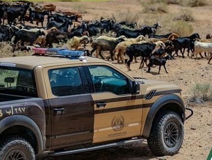 الأمن البيئي يضبط مواطنين ارتكبوا مخالفات بيئية في محميتين ملكيتين#الأمن #البيئي #يضبط #مواطنين #ارتكبوا #مخالفات #بيئية #في #محميتين #ملكيتين