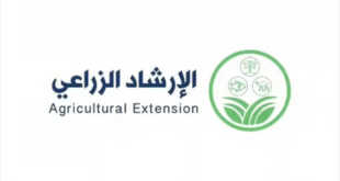 يُوصى بجمع ثمار الزيتون المتساقطة في سبتمبر لاستخدامها في صناعة الصابون#يوصى #بجمع #ثمار #الزيتون #المتساقطة #في #سبتمبر #لاستخدامها #في #صناعة #الصابون