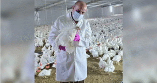 نفوق 12 ألف طائر في بعشيقة وسط مخاوف إقليمية من سلالة (H5N1)#نفوق #ألف #طائر #في #بعشيقة #وسط #مخاوف #إقليمية #من #سلالة #H5N1