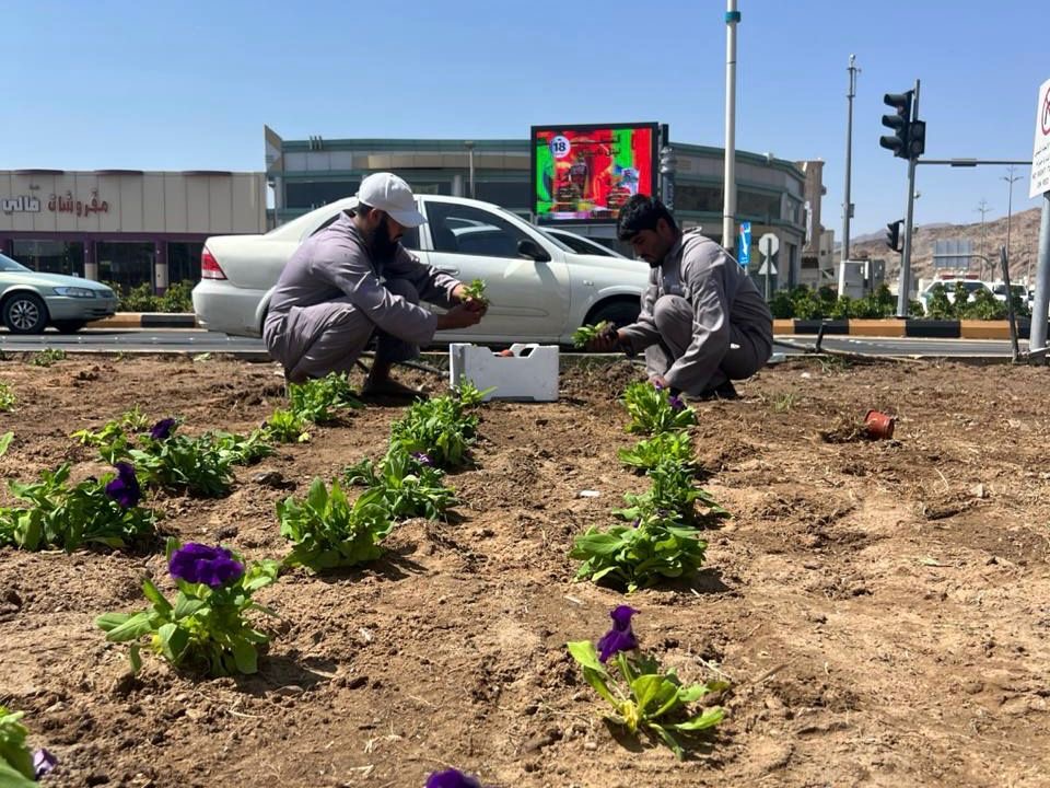 نجران تتزين بحوالي نصف مليون وردة وشجرة خلال عام 2025#نجران #تتزين #بحوالي #نصف #مليون #وردة #وشجرة #خلال #عام