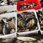 أسعار البلطي وأسواق الأسماك في كفر الشيخ تحدد خيارات المستهلكين الخميس 18 ديسمبر 2025#أسعار #البلطي #وأسواق #الأسماك #في #كفر #الشيخ #تحدد #خيارات #المستهلكين #الخميس #ديسمبر