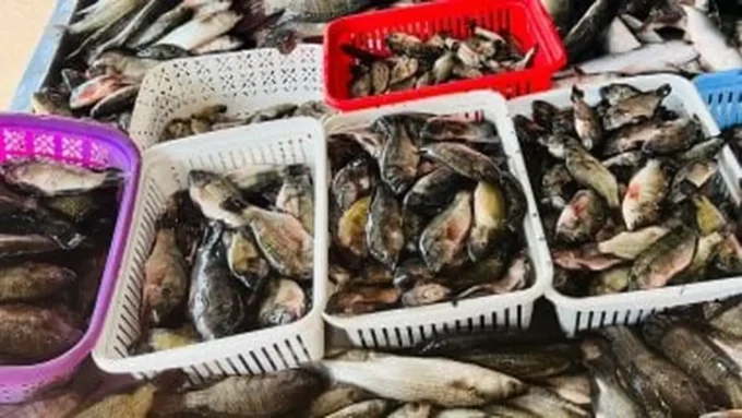 أسعار البلطي وأسواق الأسماك في كفر الشيخ تحدد خيارات المستهلكين الخميس 18 ديسمبر 2025#أسعار #البلطي #وأسواق #الأسماك #في #كفر #الشيخ #تحدد #خيارات #المستهلكين #الخميس #ديسمبر