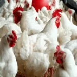 أسعار الفراخ في الأقصر تتراجع اليوم الاثنين 15 ديسمبر 2025 وتؤثر على سلاسل التوريد المحلية#أسعار #الفراخ #في #الأقصر #تتراجع #اليوم #الاثنين #ديسمبر #وتؤثر #على #سلاسل #التوريد #المحلية