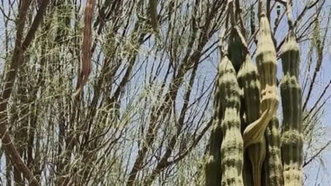 الإرث المحلي والتنمية المستدامة في العُلا.. مبادرات تعزز مستقبل المجتمع السعودي#الإرث #المحلي #والتنمية #المستدامة #في #العلا. #مبادرات #تعزز #مستقبل #المجتمع #السعودي