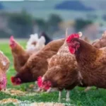 انخفاض سعر الفراخ اليوم الأربعاء 10 ديسمبر 2025 وتأثيره على ميزانية الأسر#انخفاض #سعر #الفراخ #اليوم #الأربعاء #ديسمبر #وتأثيره #على #ميزانية #الأسر