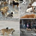 بأمر من محافظة القاهرة.. آلية جديدة للتعامل مع الكلاب الضالة داخل المأوى الجديد#بأمر #من #محافظة #القاهرة. #آلية #جديدة #للتعامل #مع #الكلاب #الضالة #داخل #المأوى #الجديد