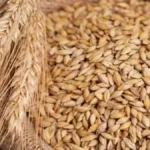 تحديثات الأسعار.. تباين جديد في طن الأرز الشعير بمختلف الأسواق المحلية اليوم السبت#تحديثات #الأسعار. #تباين #جديد #في #طن #الأرز #الشعير #بمختلف #الأسواق #المحلية #اليوم #السبت