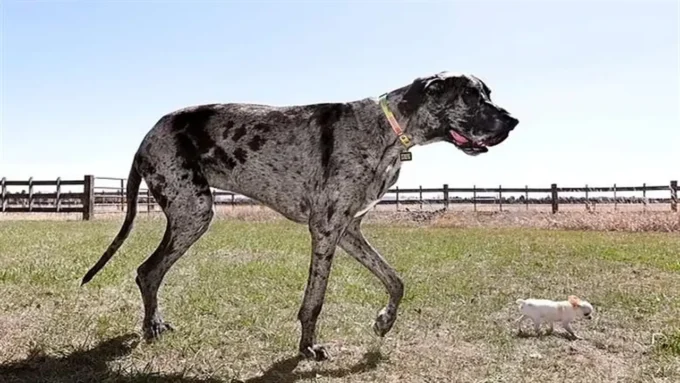 تفسير رؤية الكلب في المنام بين الوفاء والتحذير حسب ابن سيرين#تفسير #رؤية #الكلب #في #المنام #بين #الوفاء #والتحذير #حسب #ابن #سيرين