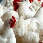 أزمة الدواجن.. قرارات حاسمة تنهي فوضى الأسعار وتصدم كبار التجار في مطلع 2026#أزمة #الدواجن. #قرارات #حاسمة #تنهي #فوضى #الأسعار #وتصدم #كبار #التجار #في #مطلع