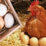 أزمة رمضان.. تحرك مفاجئ في أسعار الدواجن والبيض يربك حسابات ملايين الأسر بمصر#أزمة #رمضان. #تحرك #مفاجئ #في #أسعار #الدواجن #والبيض #يربك #حسابات #ملايين #الأسر #بمصر