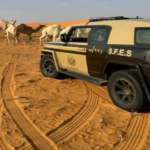 الأمن البيئي يضبط مخالفًا لرعي الإبل داخل محمية الإمام عبدالعزيز#الأمن #البيئي #يضبط #مخالفا #لرعي #الإبل #داخل #محمية #الإمام #عبدالعزيز