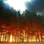 النيران تلتهم غابات 3 مقاطعات رغم استمرار موسم الأمطار#النيران #تلتهم #غابات #مقاطعات #رغم #استمرار #موسم #الأمطار