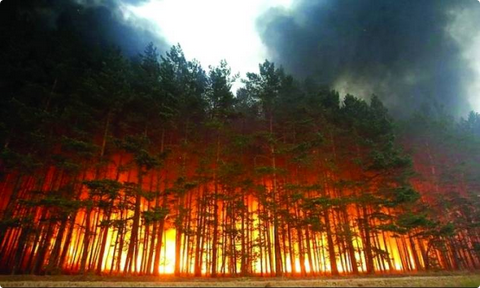 النيران تلتهم غابات 3 مقاطعات رغم استمرار موسم الأمطار#النيران #تلتهم #غابات #مقاطعات #رغم #استمرار #موسم #الأمطار