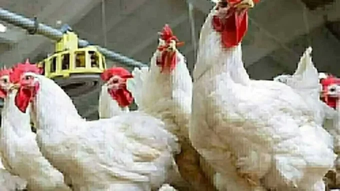 انخفاض مفاجئ.. سعر كيلو الدواجن في بورصة اليوم يصدم المربين ويحسم قرارات المستهلكين#انخفاض #مفاجئ. #سعر #كيلو #الدواجن #في #بورصة #اليوم #يصدم #المربين #ويحسم #قرارات #المستهلكين