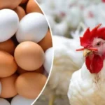 انهيار في الأسواق.. أسعار الدواجن تلامس مستويات غير متوقعة وتصدم المربين اليوم#انهيار #في #الأسواق. #أسعار #الدواجن #تلامس #مستويات #غير #متوقعة #وتصدم #المربين #اليوم