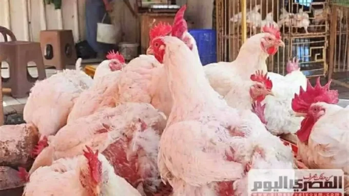 بورصة الدواجن بالشرقية.. تحرك مفاجئ يربك حسابات الأسر قبل ساعات من تعاملات الثلاثاء#بورصة #الدواجن #بالشرقية. #تحرك #مفاجئ #يربك #حسابات #الأسر #قبل #ساعات #من #تعاملات #الثلاثاء