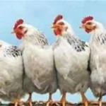 بورصة الدواجن تصدم المستهلكين.. تحرك مفاجئ في أسعار الكيلو يربك حسابات الأسر المصرية#بورصة #الدواجن #تصدم #المستهلكين. #تحرك #مفاجئ #في #أسعار #الكيلو #يربك #حسابات #الأسر #المصرية