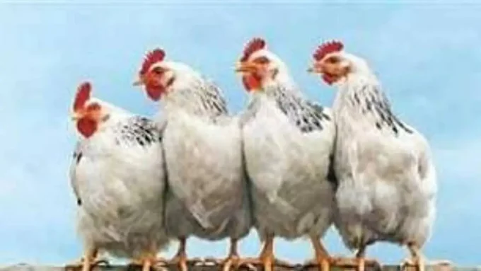 بورصة الدواجن تصدم المستهلكين.. تحرك مفاجئ في أسعار الكيلو يربك حسابات الأسر المصرية#بورصة #الدواجن #تصدم #المستهلكين. #تحرك #مفاجئ #في #أسعار #الكيلو #يربك #حسابات #الأسر #المصرية