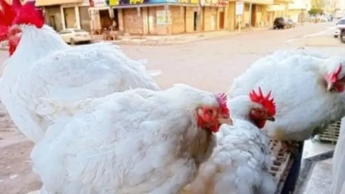 تحديث جديد.. أسعار الدواجن اليوم في مطروح وسعر الكيلو يسجل مستويات متغيرة#تحديث #جديد. #أسعار #الدواجن #اليوم #في #مطروح #وسعر #الكيلو #يسجل #مستويات #متغيرة