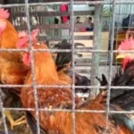 تحديثات الأسعار بالقليوبية.. تراجع جديد في سعر كيلو الفراخ البيضاء بالأسواق اليوم#تحديثات #الأسعار #بالقليوبية. #تراجع #جديد #في #سعر #كيلو #الفراخ #البيضاء #بالأسواق #اليوم