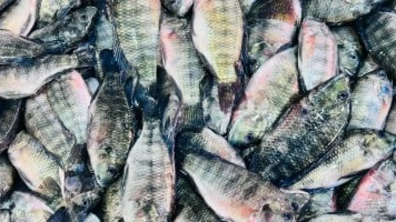 تحديثات سوق كفر الشيخ.. أسعار البلطي والأسماك في تعاملات الخميس 8 يناير 2026#تحديثات #سوق #كفر #الشيخ. #أسعار #البلطي #والأسماك #في #تعاملات #الخميس #يناير