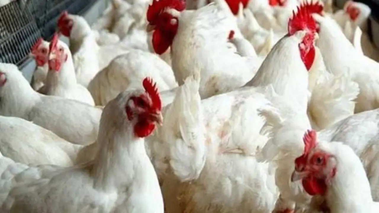 تحرك مفاجئ بالأسواق.. أسعار الدواجن اليوم تصدم التوقعات في أول تعاملات الخميس#تحرك #مفاجئ #بالأسواق. #أسعار #الدواجن #اليوم #تصدم #التوقعات #في #أول #تعاملات #الخميس