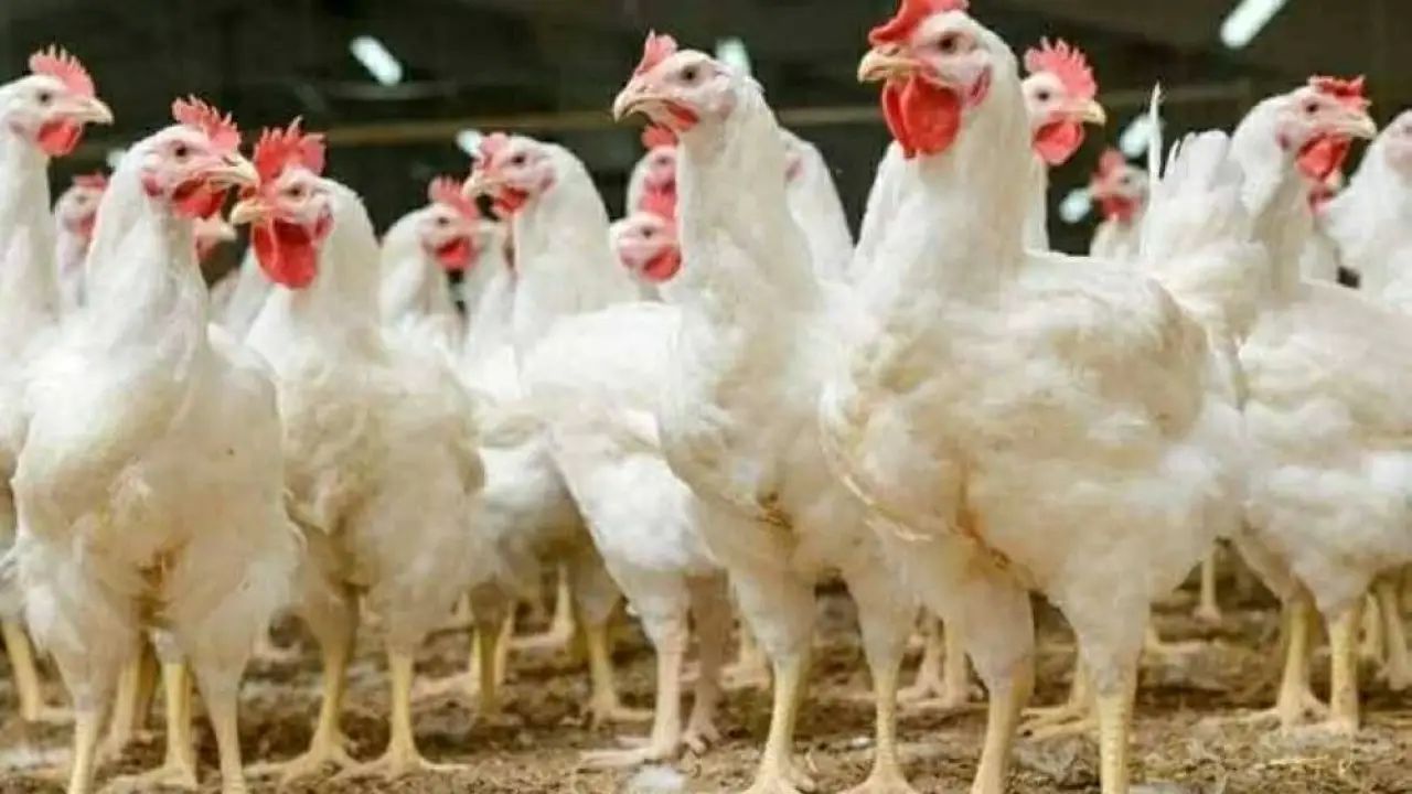 تحرك مفاجئ في الأسواق.. بورصة الدواجن والبيض تصدم التوقعات في تعاملات الأحد#تحرك #مفاجئ #في #الأسواق. #بورصة #الدواجن #والبيض #تصدم #التوقعات #في #تعاملات #الأحد