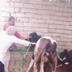 تحصين 500 ألف رأس ماشية.. تحرك حكومي واسع يحسم مصير الثروة الحيوانية بمصر#تحصين #ألف #رأس #ماشية. #تحرك #حكومي #واسع #يحسم #مصير #الثروة #الحيوانية #بمصر