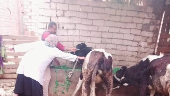 تحصين 500 ألف رأس ماشية.. تحرك حكومي واسع يحسم مصير الثروة الحيوانية بمصر#تحصين #ألف #رأس #ماشية. #تحرك #حكومي #واسع #يحسم #مصير #الثروة #الحيوانية #بمصر