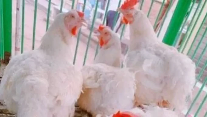 زيادة مفاجئة.. أسعار الفراخ البيضاء والبلدي في أسواق الأقصر تسجل مستويات جديدة#زيادة #مفاجئة. #أسعار #الفراخ #البيضاء #والبلدي #في #أسواق #الأقصر #تسجل #مستويات #جديدة