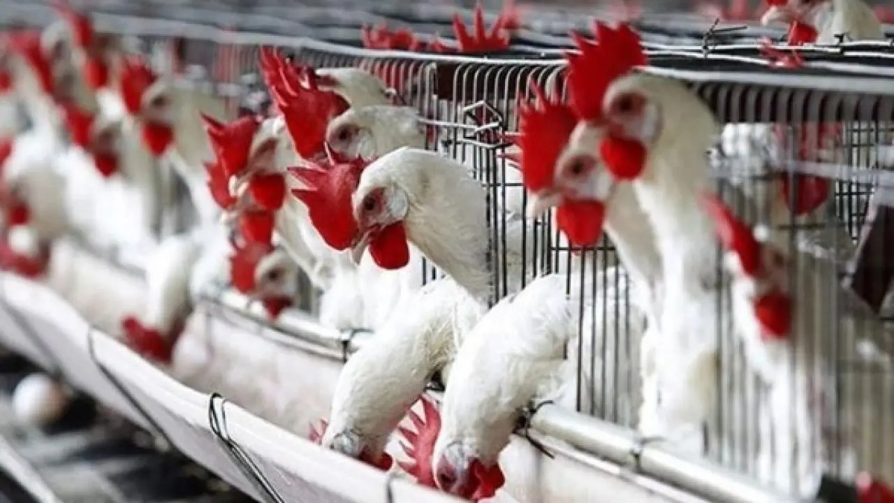 سوق الدواجن يشتعل.. أسعار البانيه تسجل رقماً غير متوقع يصدم ملايين المستهلكين اليوم#سوق #الدواجن #يشتعل. #أسعار #البانيه #تسجل #رقما #غير #متوقع #يصدم #ملايين #المستهلكين #اليوم