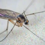 عنصر واحد بالمنزل.. وسيلة سحرية تنهي أزمة الناموس للأبد وتصدم شركات المبيدات#عنصر #واحد #بالمنزل. #وسيلة #سحرية #تنهي #أزمة #الناموس #للأبد #وتصدم #شركات #المبيدات