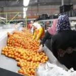 فتح 167 سوقًا دوليًا.. وزير الزراعة يكشف طفرة تصدير 405 سلع مصرية جديدة#فتح #سوقا #دوليا. #وزير #الزراعة #يكشف #طفرة #تصدير #سلع #مصرية #جديدة