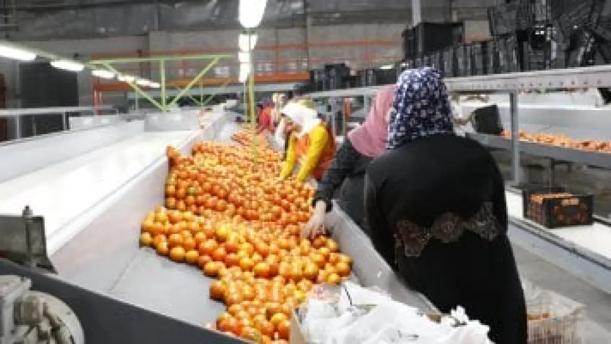 فتح 167 سوقًا دوليًا.. وزير الزراعة يكشف طفرة تصدير 405 سلع مصرية جديدة#فتح #سوقا #دوليا. #وزير #الزراعة #يكشف #طفرة #تصدير #سلع #مصرية #جديدة