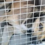 فشل استراتيجية القتل.. الطب البيطري يغير خطة مواجهة انتشار الكلاب الضالة#فشل #استراتيجية #القتل. #الطب #البيطري #يغير #خطة #مواجهة #انتشار #الكلاب #الضالة