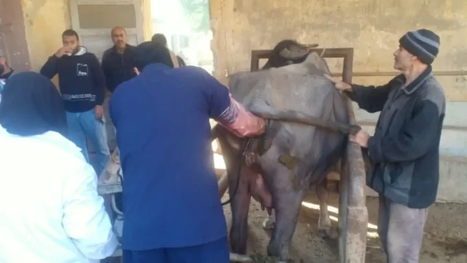 قافلة المنوفية وبني سويف.. تحرك عاجل لإنقاذ آلاف المواشي وسط ترقب المربين#قافلة #المنوفية #وبني #سويف. #تحرك #عاجل #لإنقاذ #آلاف #المواشي #وسط #ترقب #المربين