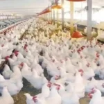 مائدة رمضان 2026.. شعبة الدواجن تحسم الجدل بشأن تسعيرة الطيور قبل الشهر المبارك#مائدة #رمضان #شعبة #الدواجن #تحسم #الجدل #بشأن #تسعيرة #الطيور #قبل #الشهر #المبارك