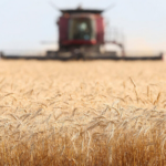 الأمن الغذائي يطرح مناقصة لاستيراد 655 ألف طن قمح في 2026#الأمن #الغذائي #يطرح #مناقصة #لاستيراد #ألف #طن #قمح #في