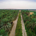 78 مليار ريال تمويلات منذ التأسيس.. «التنمية الزراعية» يعزز الإنتاج المحلي وسلاسل الإمداد#مليار #ريال #تمويلات #منذ #التأسيس. #التنمية #الزراعية #يعزز #الإنتاج #المحلي #وسلاسل #الإمداد