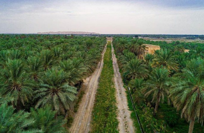 78 مليار ريال تمويلات منذ التأسيس.. «التنمية الزراعية» يعزز الإنتاج المحلي وسلاسل الإمداد#مليار #ريال #تمويلات #منذ #التأسيس. #التنمية #الزراعية #يعزز #الإنتاج #المحلي #وسلاسل #الإمداد