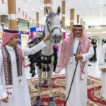 استعراض سلالة خيل الملك عبدالعزيز بمحايل#استعراض #سلالة #خيل #الملك #عبدالعزيز #بمحايل