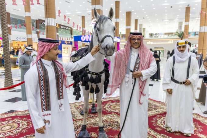 استعراض سلالة خيل الملك عبدالعزيز بمحايل#استعراض #سلالة #خيل #الملك #عبدالعزيز #بمحايل