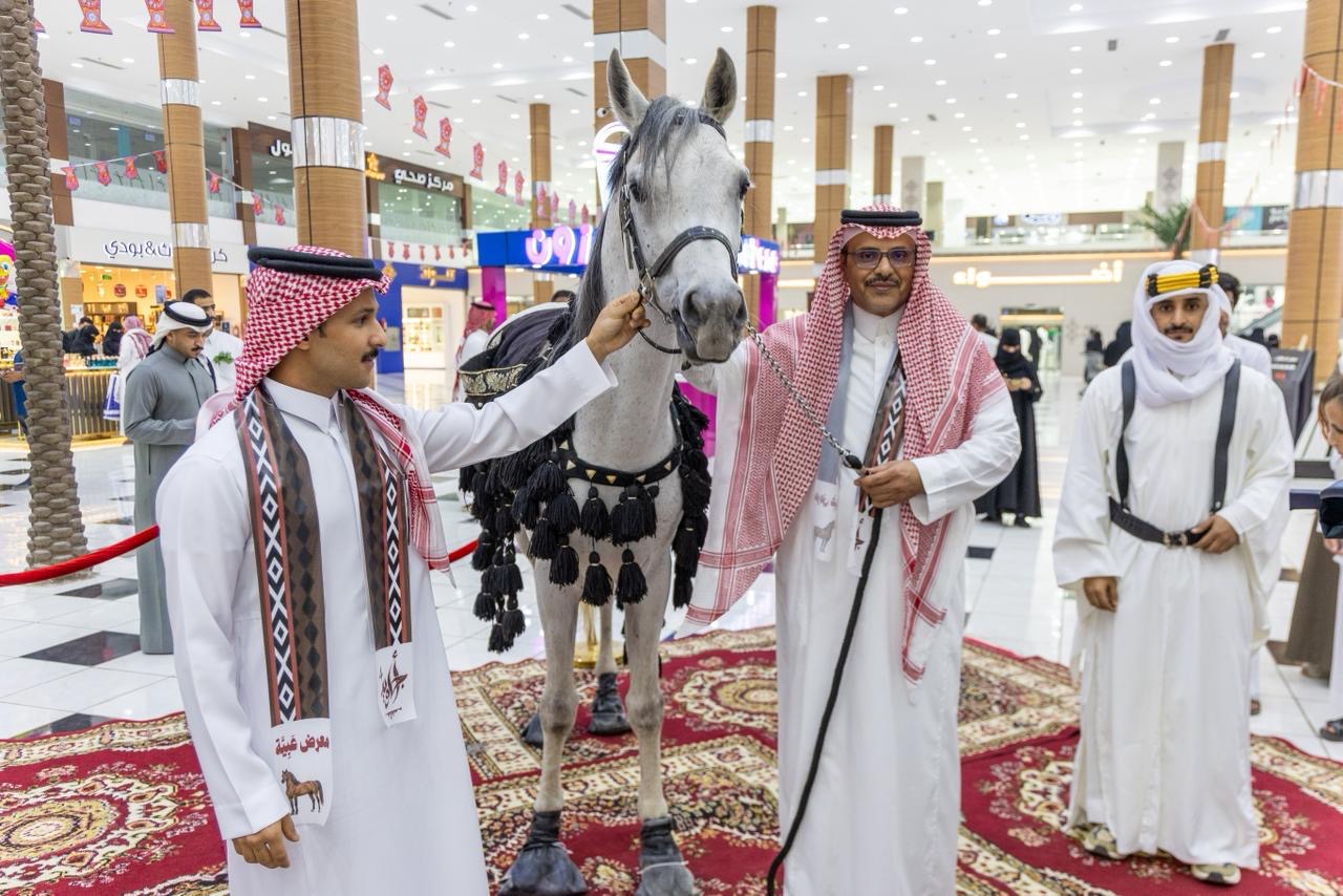 استعراض سلالة خيل الملك عبدالعزيز بمحايل#استعراض #سلالة #خيل #الملك #عبدالعزيز #بمحايل