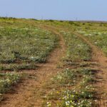 "روضة خريم"….تكتسي يأزهار الاقحوان و النقل#روضة #خريم.تكتسي #يأزهار #الاقحوان #النقل