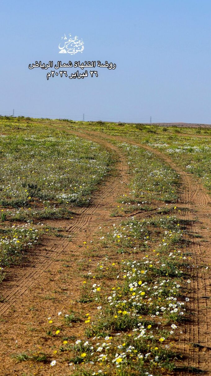 "روضة خريم"….تكتسي يأزهار الاقحوان و النقل#روضة #خريم.تكتسي #يأزهار #الاقحوان #النقل