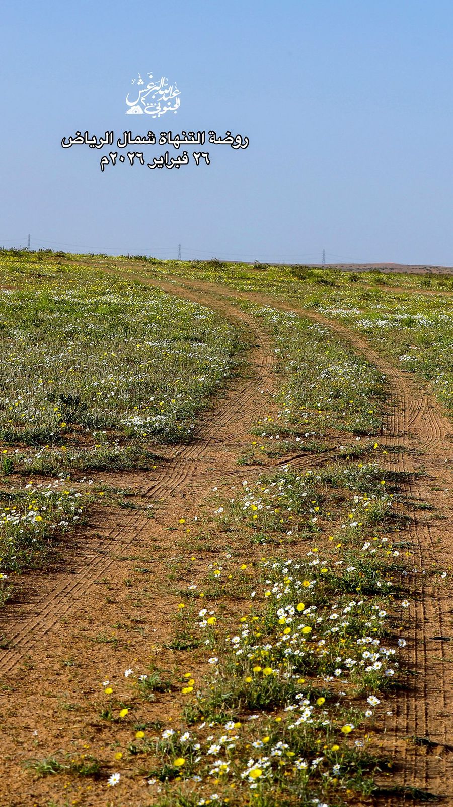 "روضة خريم"….تكتسي يأزهار الاقحوان و النقل#روضة #خريم.تكتسي #يأزهار #الاقحوان #النقل