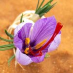 “استدامة” ….تحقق إنجازًا نوعيًا في إنتاج الزعفران السعودي بمعايير عالمية#استدامة #.تحقق #إنجازا #نوعيا #في #إنتاج #الزعفران #السعودي #بمعايير #عالمية