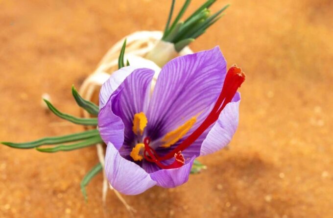 “استدامة” ….تحقق إنجازًا نوعيًا في إنتاج الزعفران السعودي بمعايير عالمية#استدامة #.تحقق #إنجازا #نوعيا #في #إنتاج #الزعفران #السعودي #بمعايير #عالمية